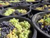 ONDA LIVRE TV – Mais e melhores uvas em 2017