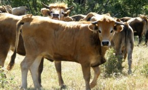 Criadores de bovinos da raça Mirandesa descontentes