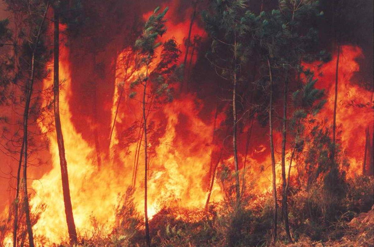 Incêndio lavra monte no concelho de Macedo de Cavaleiros