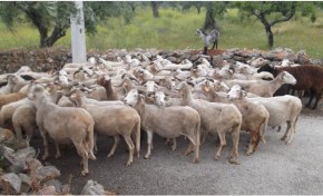 O número de cabras e ovelhas está em decréscimo no distrito