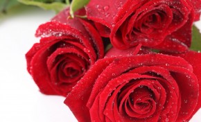 Dia de São Valentim ainda se comemora com rosas vermelhas
