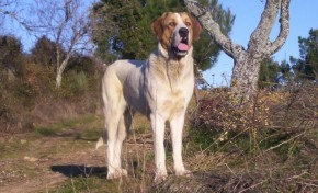 Cão de Gado Transmontano ajuda a reduzir ataques de lobos