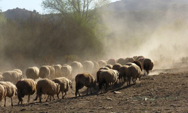 30 ovelhas e 7 cordeiros foram roubados a noite passada a um pastor de Mascarenhas