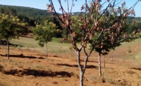 Nova praga está a secar os castanheiros na região