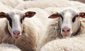 "Open2preserve" é o projeto que indica o pastoreio dos terrenos com ovelhas como forma de prevenir incêndios
