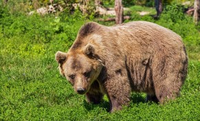 ICNF confirma existência de um urso-pardo no Parque Natural de Montesinho