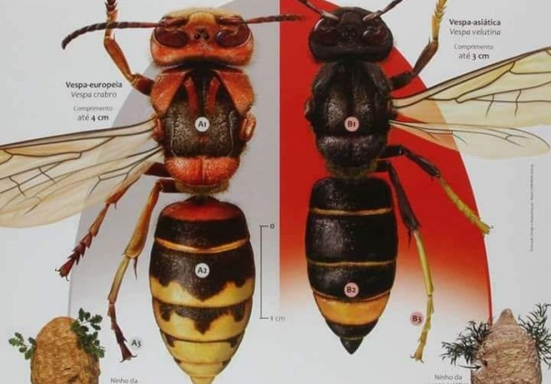 Novos ninhos de vespa asiática detetados no concelho de Macedo de Cavaleiros