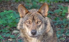 Está em marcha novo censo do Lobo Ibérico para determinar números existentes na região