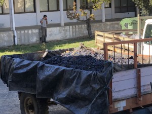 IMG-7394