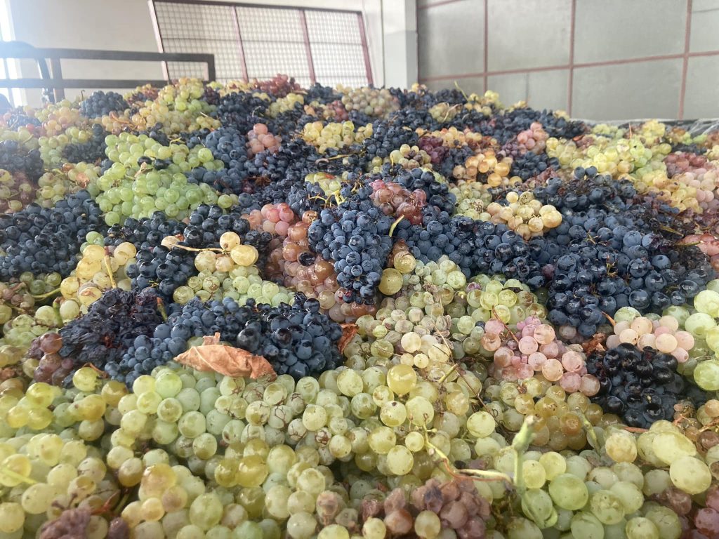 cooperativa macedo uvas