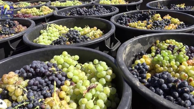 ONDA LIVRE TV – Mais e melhores uvas em 2017