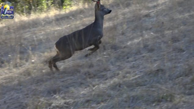 ONDA LIVRE TV – Em busca dos corços da Serra de Bornes