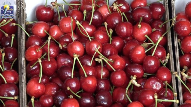 ONDA LIVRE TV – III Mercado dos Produtos da Terra – Cereja da Serra | Bornes