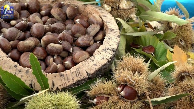 ONDA LIVRE TV – V Feira da Castanha e outros Produtos da Terra em Corujas